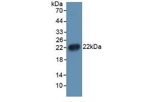 Mouse Capture antibody from the kit in WB with Positive Control: 293F transfected with IL1b gene. (IL-1 beta ELISA Kit)