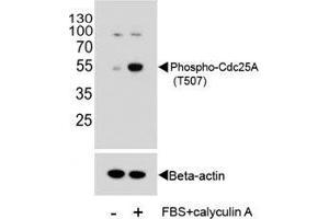 Western Blotting (WB) image for anti-Cell Division Cycle 25 Homolog A (S. Pombe) (CDC25A) (pThr507) antibody (ABIN3030450)