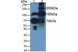 Western blot analysis of (1) Human Serum and (2) Rat Placenta Tissue (Fibulin 1 antibody  (AA 176-398))