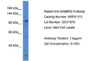 Western Blotting (WB) image for anti-gamma-aminobutyric Acid (GABA) B Receptor, 2 (GABBR2) (C-Term) antibody (ABIN2788680) (GABBR2 antibody  (C-Term))