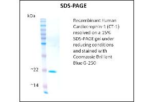 SDS-PAGE (SDS) image for Cardiotrophin 1 (CTF1) (Active) protein (ABIN5509772) (Cardiotrophin 1 Protein (CTF1))