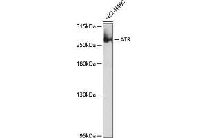 Western blot analysis of extracts of NCI-H460 cells, using ATR Antibody (ABIN6134559, ABIN6137358, ABIN6137360 and ABIN6223084) at 1:1000 dilution. (ATR antibody  (AA 1400-1500))