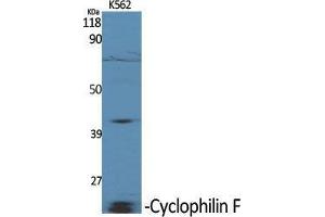 Western Blot (WB) analysis of specific cells using Cyclophilin F Polyclonal Antibody. (PPIF antibody  (Internal Region))