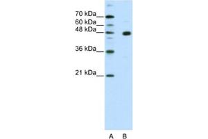 Western Blotting (WB) image for anti-PR Domain Containing 12 (PRDM12) antibody (ABIN2461913) (PRDM12 antibody)