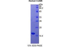 SDS-PAGE analysis of Human Cubilin Protein.