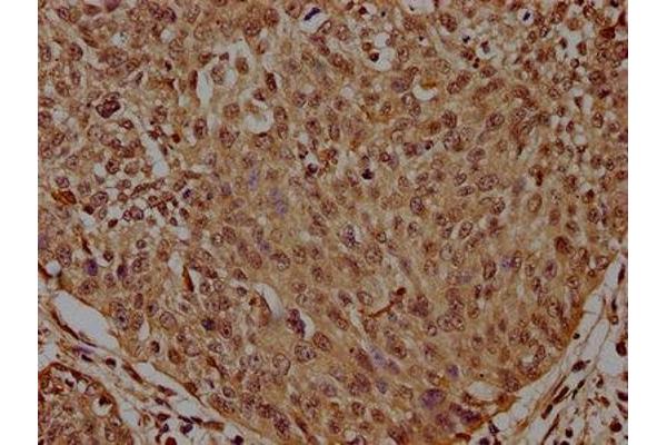 Histone 2b (HIST1H2BL) (AA 2-126) antibody