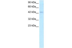 Western Blotting (WB) image for anti-Lymphoid Enhancer-Binding Factor 1 (LEF1) antibody (ABIN2460458) (LEF1 antibody)