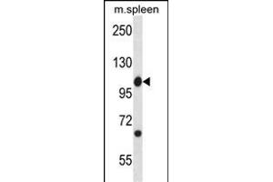 Mouse Abl1 Antibody (Center) (ABIN657828 and ABIN2846795) western blot analysis in mouse spleen tissue lysates (35 μg/lane). (ABL1 antibody  (AA 613-641))