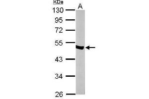 WB Image Sample (50 ug of whole cell lysate) A: mouse brain 10% SDS PAGE antibody diluted at 1:10000 (ENO2/NSE antibody)