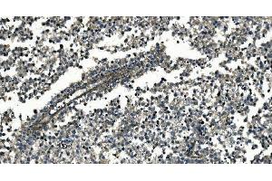 IHC analysis of GNG7 using anti-GNG7 antibody (ABIN7600508).