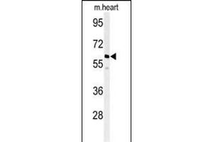 Western blot analysis of hM1G- (ABIN392848 and ABIN2842270) in mouse heart tissue lysates (35 μg/lane). (PPM1G antibody  (AA 150-180))