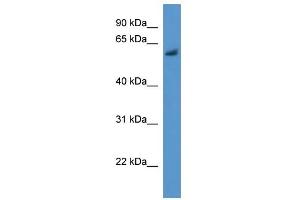 Bbs1 antibody used at 0. (BBS1 antibody  (N-Term))