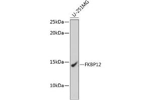 Western blot analysis of extracts of U-251MG cells, using FKBP12 Rabbit mAb (ABIN7267211) at 1:1000 dilution. (FKBP1A antibody)