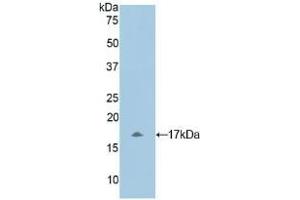 Detection of Recombinant MYL1, Human using Polyclonal Antibody to Myosin Light Chain 1 (MYL1) (MYL1 antibody  (AA 3-142))