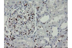 Immunohistochemical staining of paraffin-embedded Human Kidney tissue using anti-GIMAP4 mouse monoclonal antibody. (GIMAP4 antibody)