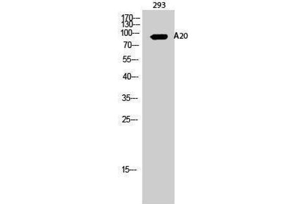 IGKV1-27 anticorps  (Internal Region)