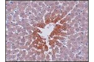 Immunohistochemistry of JMJD7 in rat liver tissue with this product at 2. (JMJD7 antibody  (C-Term))