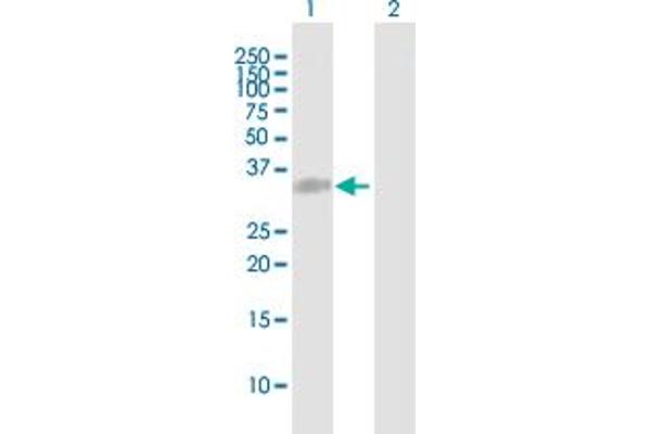 COL23A1 antibody  (AA 1-309)