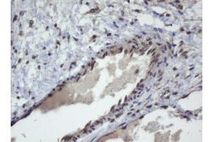 ZSCAN4 antibody  (AA 164-433)