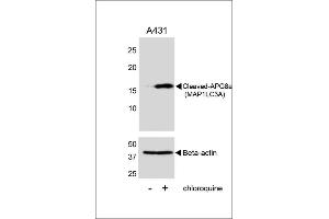 Western Blotting (WB) image for anti-Microtubule-Associated Protein 1 Light Chain 3 alpha (MAP1LC3A) (AA 89-120), (cleaved) antibody (ABIN388483)