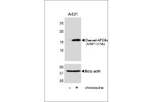 Western blot analysis of lysates from A431 cell line, untreated or treated with chloroquine, 100 ng/mL, using Cleaved-G8a (M1LC3A) 1805a (upper) or Beta-actin (lower). (MAP1LC3A antibody  (cleaved))