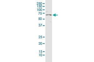 GABRA4 antibody  (AA 401-500)