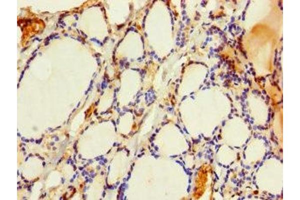 SLMO2 antibody  (AA 1-194)