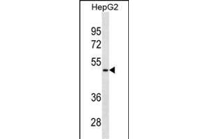 BP Antibody (N-term)(Ascites) 2100a western blot analysis in HepG2 cell line lysates (35 μg/lane). (AMBP antibody  (N-Term))