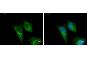 ICC/IF Image PGD antibody [N1N3] detects PGD protein at cytoplasm by immunofluorescent analysis. (PGD antibody)