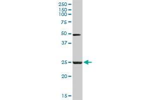 MYOG MaxPab rabbit polyclonal antibody. (Myogenin antibody  (AA 1-224))