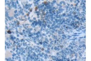 Detection of TOR3A in Rat Spleen Tissue using Polyclonal Antibody to Torsin 3A (TOR3A) (TOR3A antibody  (AA 97-361))
