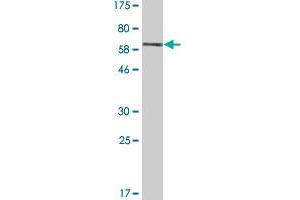 Western Blot detection against Immunogen (76. (RUVBL2 antibody  (AA 1-463))