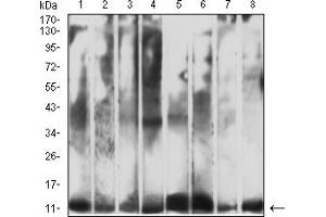 Western Blotting (WB) image for anti-Cytochrome C, Somatic (CYCS) (AA 1-105) antibody (ABIN7193451)