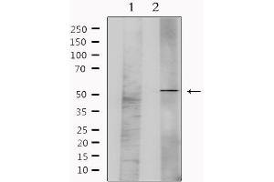 Western blot analysis of extracts from mouse brain, using GFRA1 Antibody. (GFRA1 antibody  (Internal Region))
