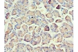 Immunohistochemistry of paraffin-embedded human pancreatic tissue using ABIN7162566 at dilution of 1:100 (AMY2A antibody  (AA 242-511))
