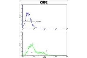 INB Antibody (Center) (ABIN652849 and ABIN2842549) flow cytometric analysis of k562 cells (bottom histogram) compared to a negative control cell (top histogram). (INPP4B antibody  (AA 367-393))