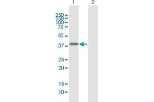 HLA-E antibody  (AA 1-358)