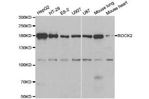 Western blot analysis of extracts of various cell lines, using ROCK2 antibody. (ROCK2 antibody  (AA 1109-1388))