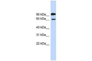 LARGE antibody used at 1 ug/ml to detect target protein. (LARGE antibody  (Middle Region))