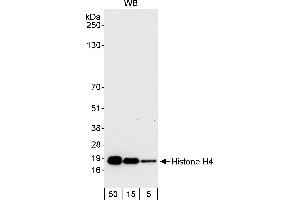 Western Blotting (WB) image for anti-Histone H4 (HISTH4) (AA 1-50) antibody (ABIN7453609)