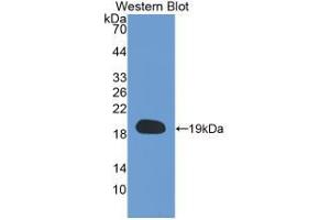 Western Blot; Sample: Recombinant CYPA, Human. (PPIA antibody  (AA 2-165))