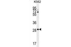 Western Blotting (WB) image for anti-C-Type Lectin Domain Family 12, Member B (CLEC12B) antibody (ABIN2996273)