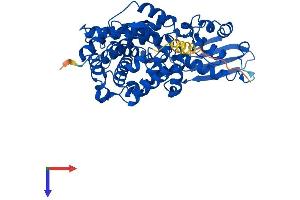 AlphaFold protein structure predicition of Mouse Recombinant Acod1 Protein, UniprotID P54987