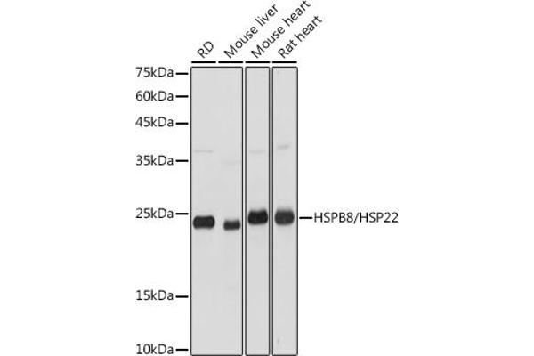HSPB8 anticorps  (AA 1-196)