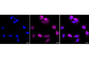 anti-Cullin 3 (CUL3) antibody