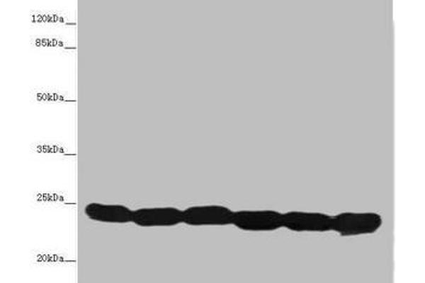 TMED1 antibody  (AA 35-190)