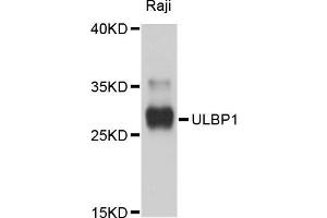 Western blot analysis of extracts of Raji cells, using ULBP1 antibody (ABIN5999144) at 1/1000 dilution. (ULBP1 antibody)