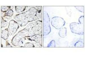 Immunohistochemistry analysis of paraffin-embedded human placenta tissue using EFEMP2 antibody. (FBLN4 antibody)