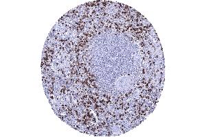 Spleen Numerous MPO positive granulocytes are usually seen within the red pulp of the spleen (Myeloperoxidase antibody)