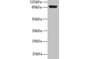 Western blot All lanes: PASD1 antibody at 4 μg/mL + A549 whole cell lysate Secondary Goat polyclonal to rabbit IgG at 1/10000 dilution Predicted band size: 88, 73 kDa Observed band size: 88 kDa (PASD1 antibody  (AA 301-600))